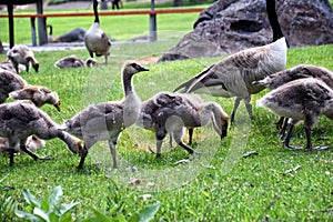 Canadian geese family, parents with goslings at the lake shore at Shoshone waterfall Twin Falls Idaho