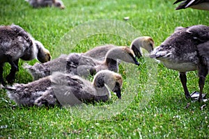 Canadian geese family, parents with goslings at the lake shore at Shoshone waterfall Twin Falls Idaho