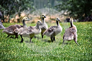 Canadian geese family, parents with goslings at the lake shore at Shoshone waterfall Twin Falls Idaho