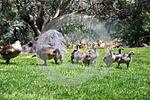 Canadian geese family, parents with goslings at the lake shore at Shoshone waterfall Twin Falls Idaho