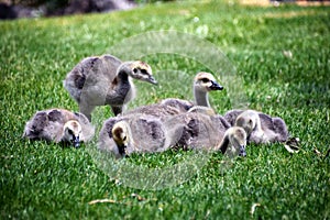 Canadian geese family, parents with goslings at the lake shore at Shoshone waterfall Twin Falls Idaho