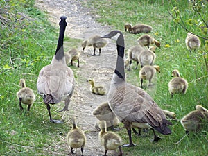 Canadian Geese and family walking up the path