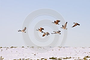 Canadian Geese in flight