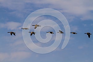 Canadian Geese in Flight Migrating Blue Skies