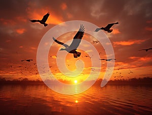 Canadian Geese Fly at Sunset