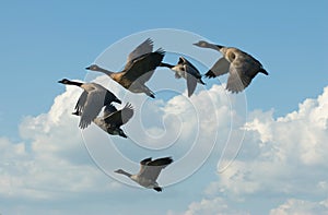 Canadian Geese Flying