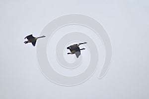 Three Canadian geese in flight with outstretched wings