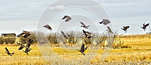 Canadian Geese photo
