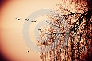 Canadian geese flying over bare tree branches at autumn sunset