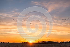 Canadian Geese Flying over Country Fields into Golden Winter Sun