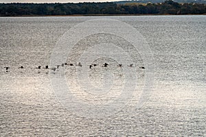 Canadian geese flying over the Rappahannock River in Eastern Virginia