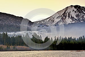 Canadian Geese flying at sunrise, Lassen Volcanic National Park