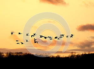 Canadian Geese Flying at Sunset