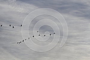 Canadian Geese flying at sunset with white clouds in Kansas.