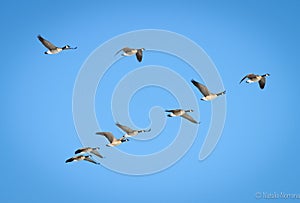 Canadian Geese Flying