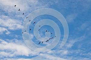 Canadian Geese Flying to New Feeding Ground