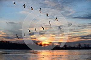 Canadian Geese Flying in V Formation