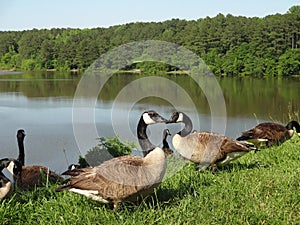 Canadian Geese Gather by a Lake