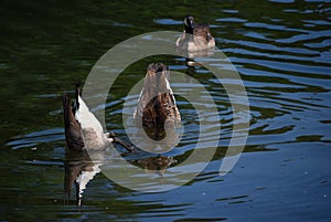 Canadian Geese Go Bottoms Up