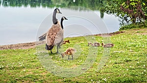 Canadian geese with goslings