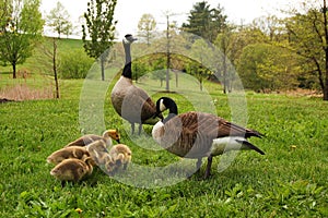 Canadian Geese with Goslings