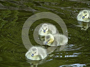 Canadian Geese Goslings