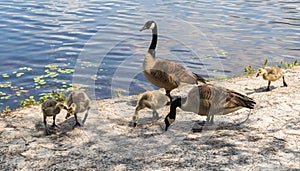 Canadian Geese and Goslings