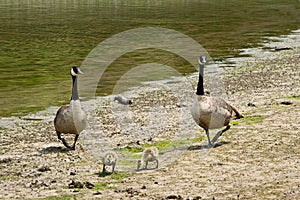 Canadian geese with goslings