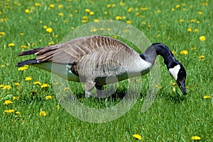 Canadian geese on the grass