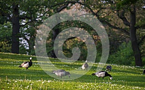 Canadian geese graze on the glade among the oaks.