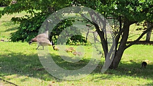 canadian geese grazing on green grass with several yellow goslings and lush green trees and plants in Marietta Georgia