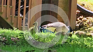 canadian geese grazing on green grass with several yellow goslings and lush green trees and plants in Marietta Georgia