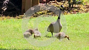 canadian geese grazing on green grass with several yellow goslings and lush green trees and plants in Marietta Georgia