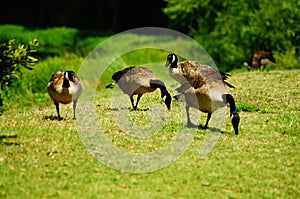 Canadian Geese Grazing on a Warm, Sunny Day