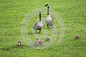 Canadian geese with hatchlings