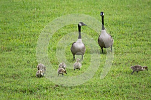 Canadian geese with hatchlings