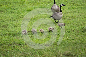 Canadian geese with hatchlings