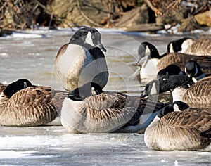 Canadian Geese huddled on a frozen lake