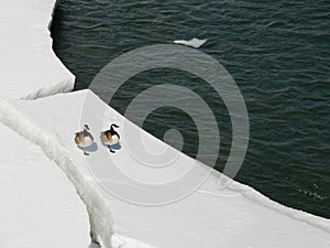 Canadian Geese on Ice