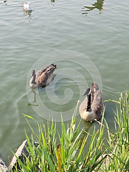 Canadian geese just chillin