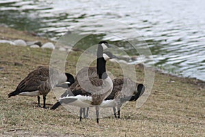 Canadian Geese, Kitchener,Ontario, Canada