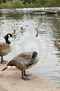 Canadian Geese By The Lake