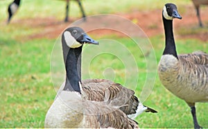 Canadian Geese on Lake Hefner