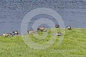 Canadian geese in Lamar Valley in Yellowstone National Park