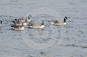 Canadian geese in Lamar Valley in Yellowstone National Park