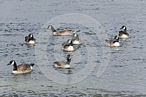 Canadian geese in Lamar Valley in Yellowstone National Park