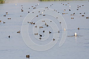 Canadian geese in Lamar Valley in Yellowstone National Park