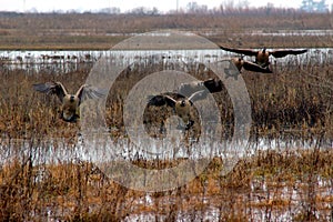 Canadian Geese Landing