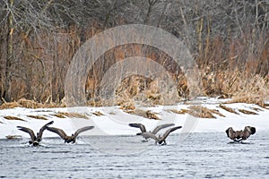 Canadian Geese Landing Fox River in Silver Lake, Wisconsin