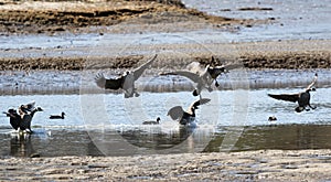 Canadian geese landing on water in a marsh